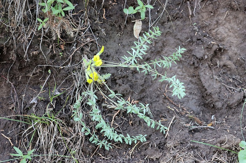 Astragalus kaschkadarjensis