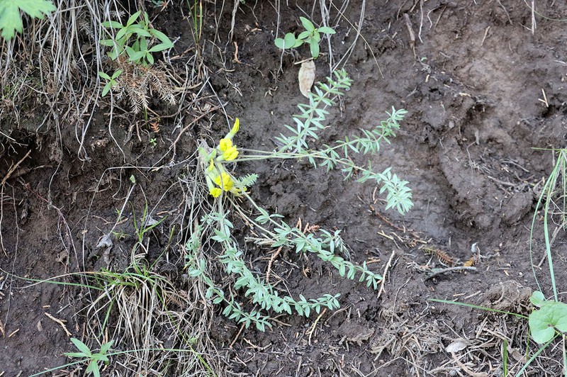 Astragalus kaschkadarjensis photo 3