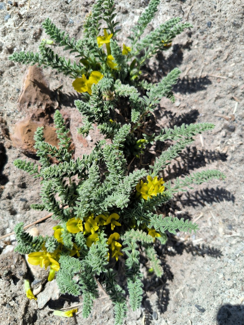 Astragalus kaschkadarjensis photo 4