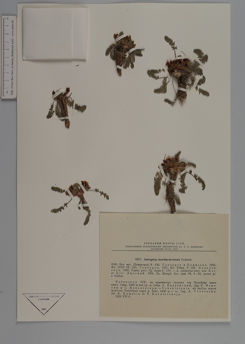 Astragalus kaschkadarjensis photo 5