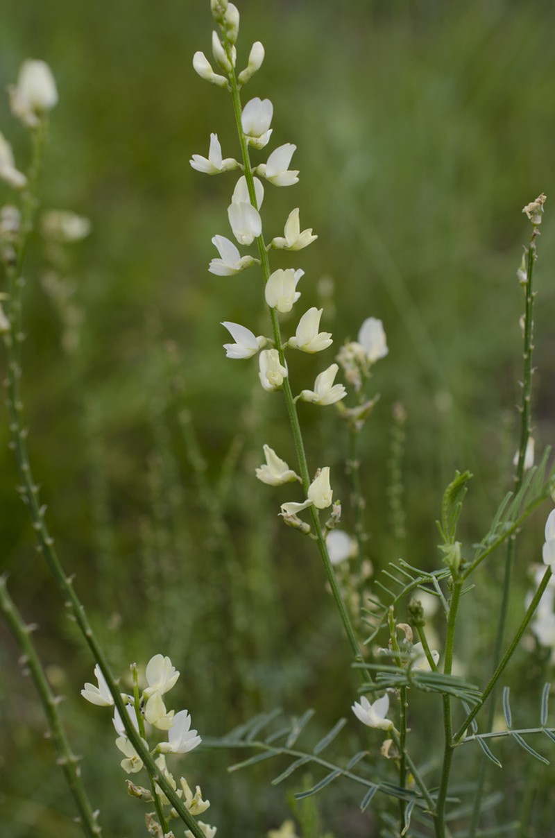 Astragalus katunicus photo 2
