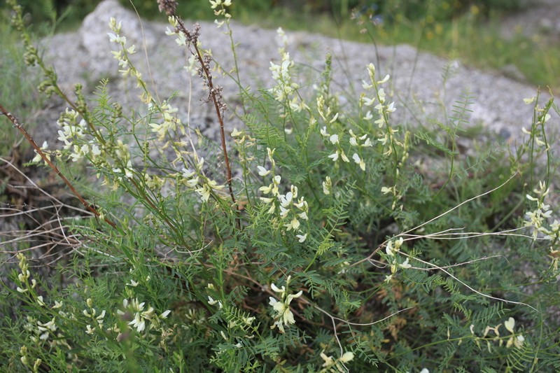 Astragalus katunicus photo 3