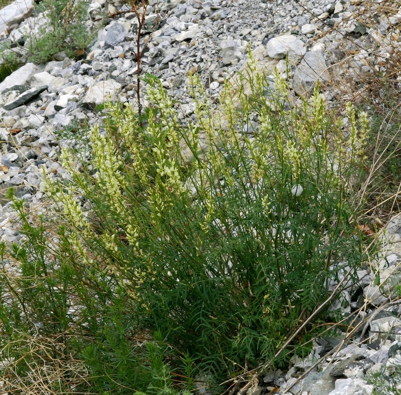 Astragalus katunicus photo 4