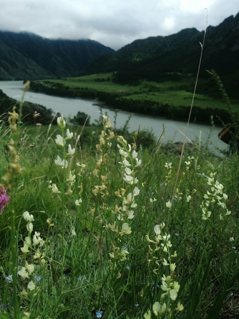 Astragalus katunicus photo 5