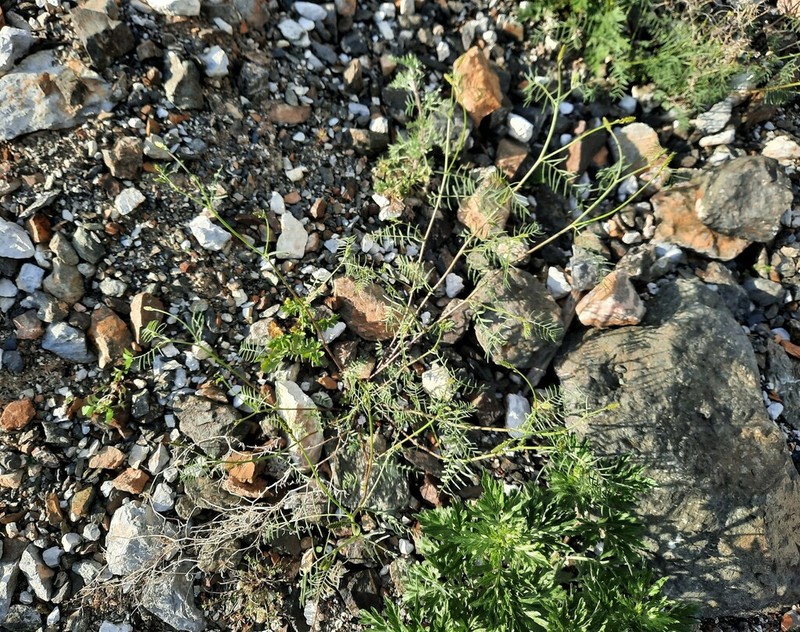 Astragalus katunicus photo 6