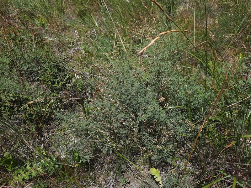 Astragalus katunicus photo 7