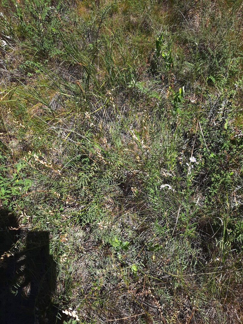 Astragalus katunicus photo 8
