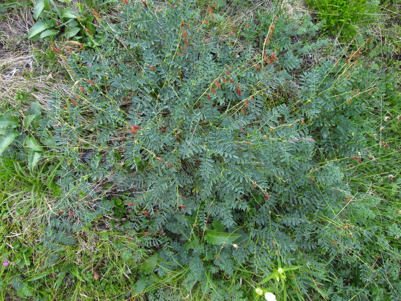 Astragalus kaufmannii