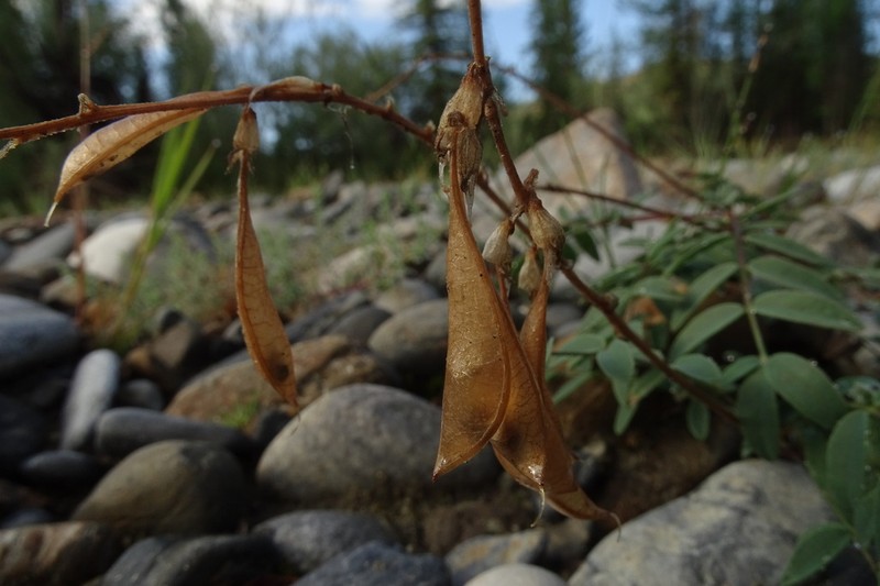 Astragalus kaufmannii photo 2