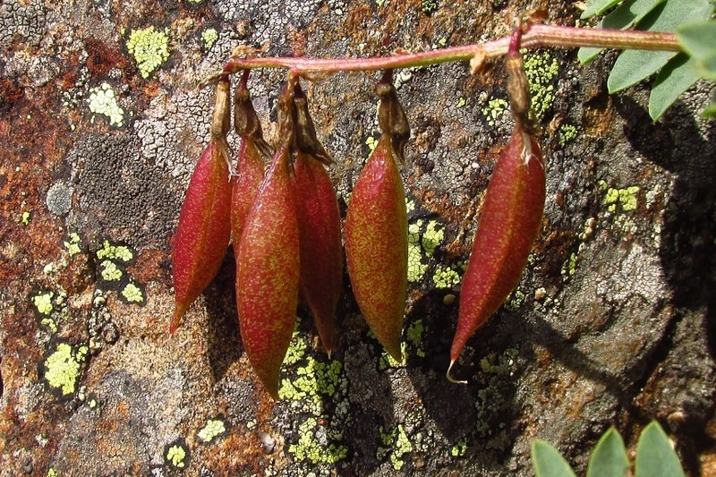 Astragalus kaufmannii photo 3