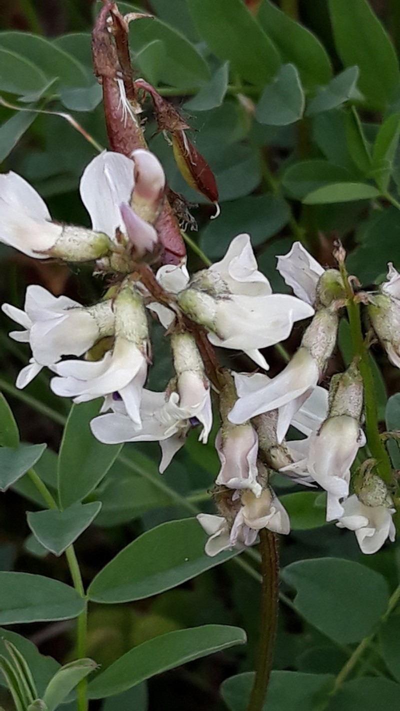 Astragalus kaufmannii photo 4