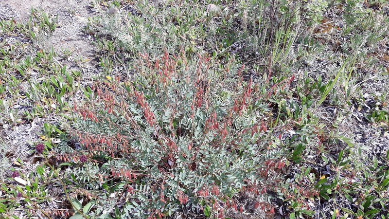 Astragalus kaufmannii photo 5