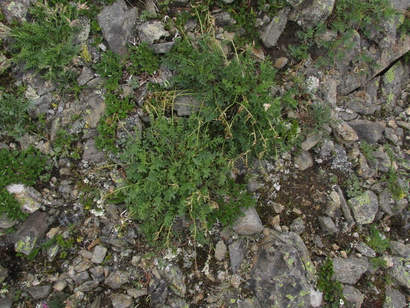 Astragalus kaufmannii photo 6