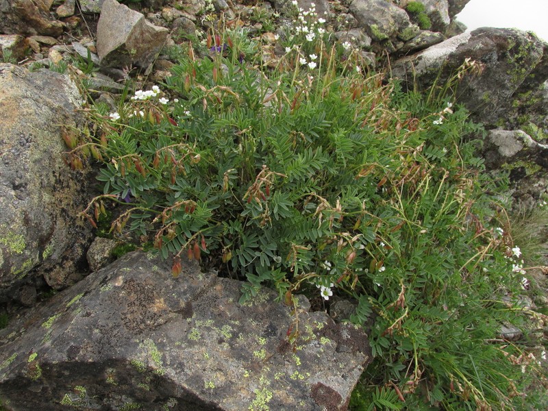 Astragalus kaufmannii photo 7