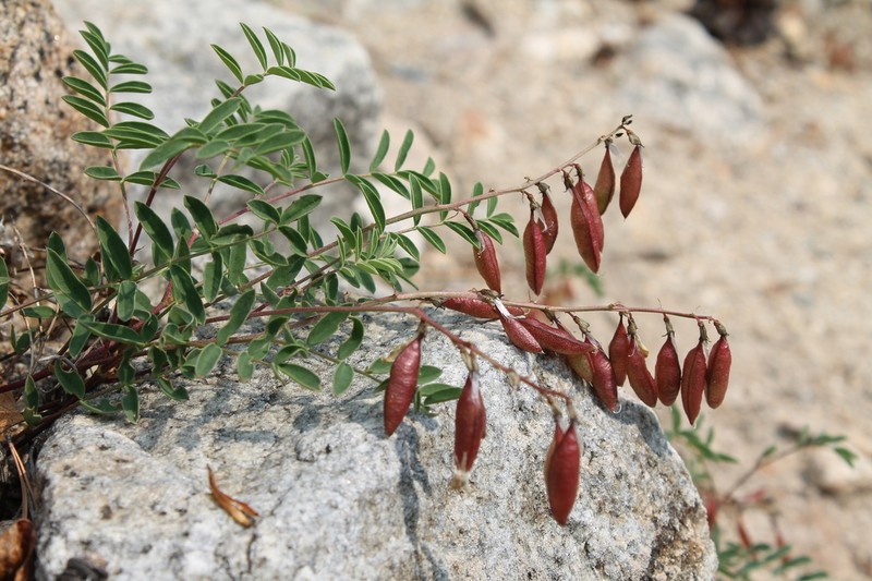 Astragalus kaufmannii photo 8