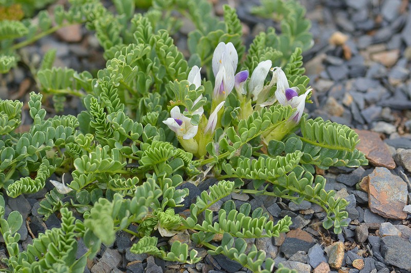 Astragalus kazbeki