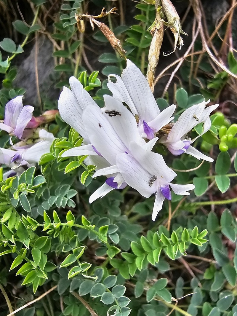 Astragalus kazbeki photo 2