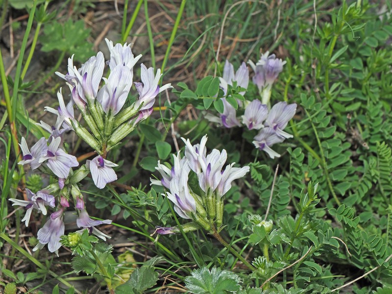 Astragalus kazbeki photo 3