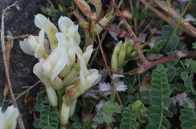 Astragalus kazbeki photo 4