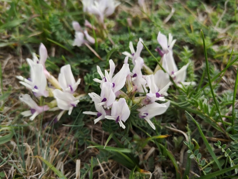 Astragalus kazbeki photo 5