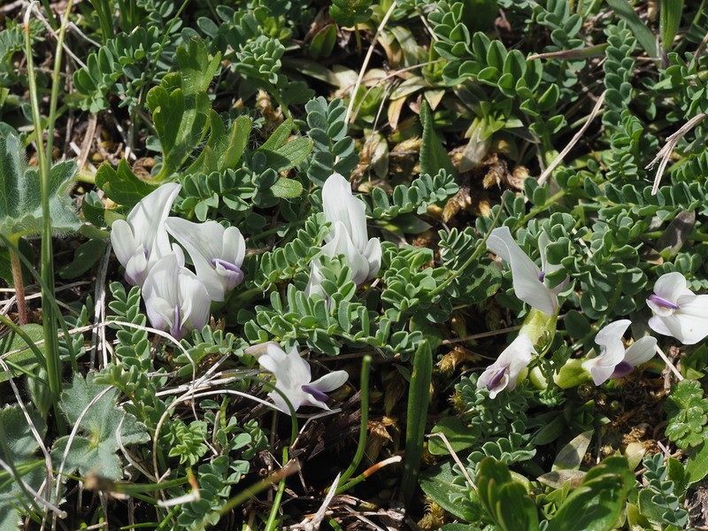 Astragalus kazbeki photo 6