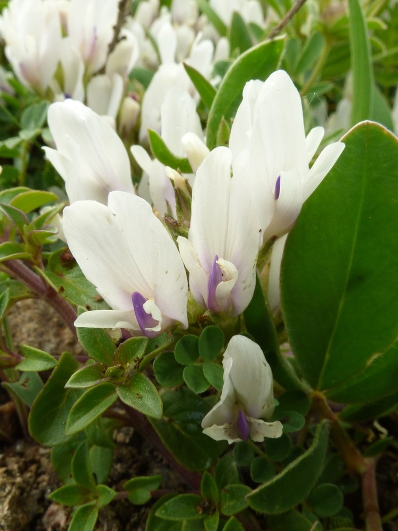 Astragalus kazbeki photo 7