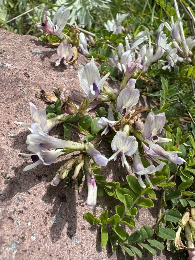 Astragalus kazbeki photo 8