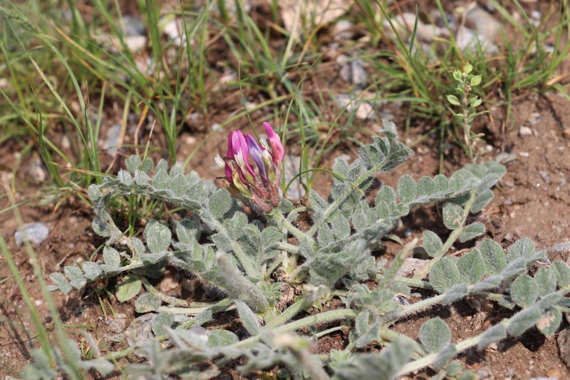 Astragalus kelleri photo 2