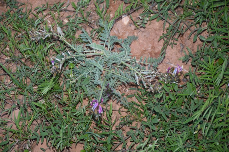 Astragalus kelleri photo 3