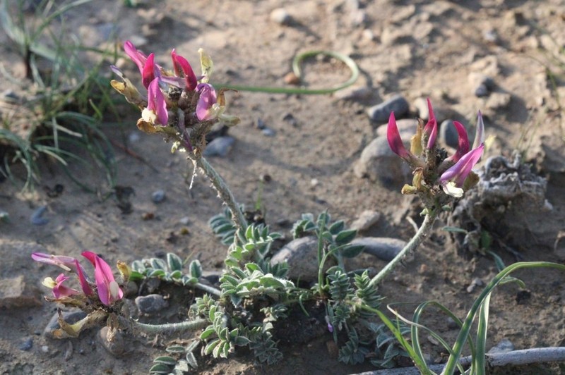 Astragalus kelleri photo 4