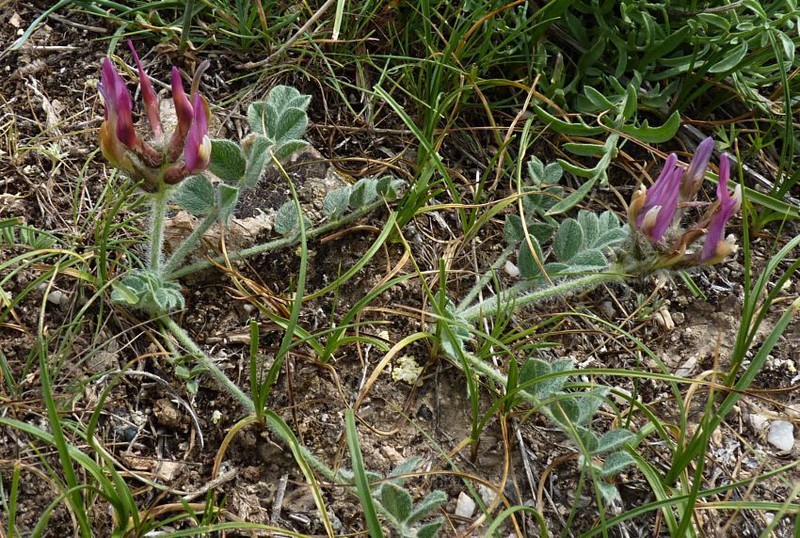 Astragalus kelleri photo 5