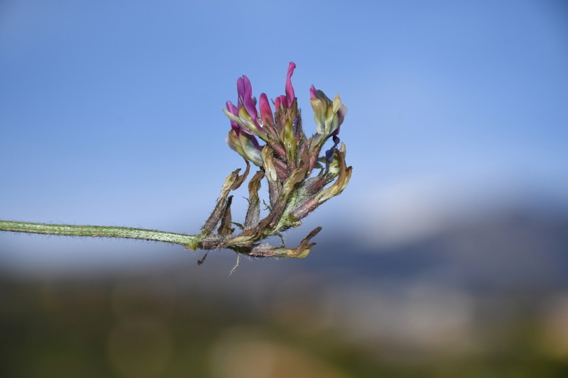 Astragalus kelleri photo 6