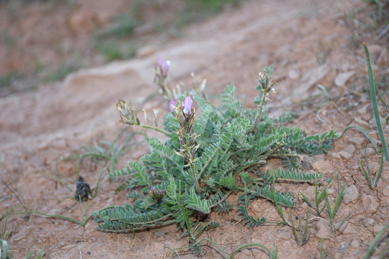 Astragalus kelleri photo 7