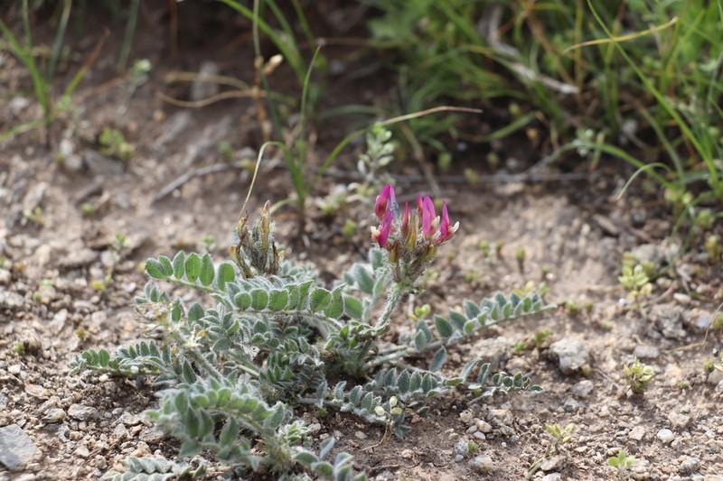 Astragalus kelleri photo 8