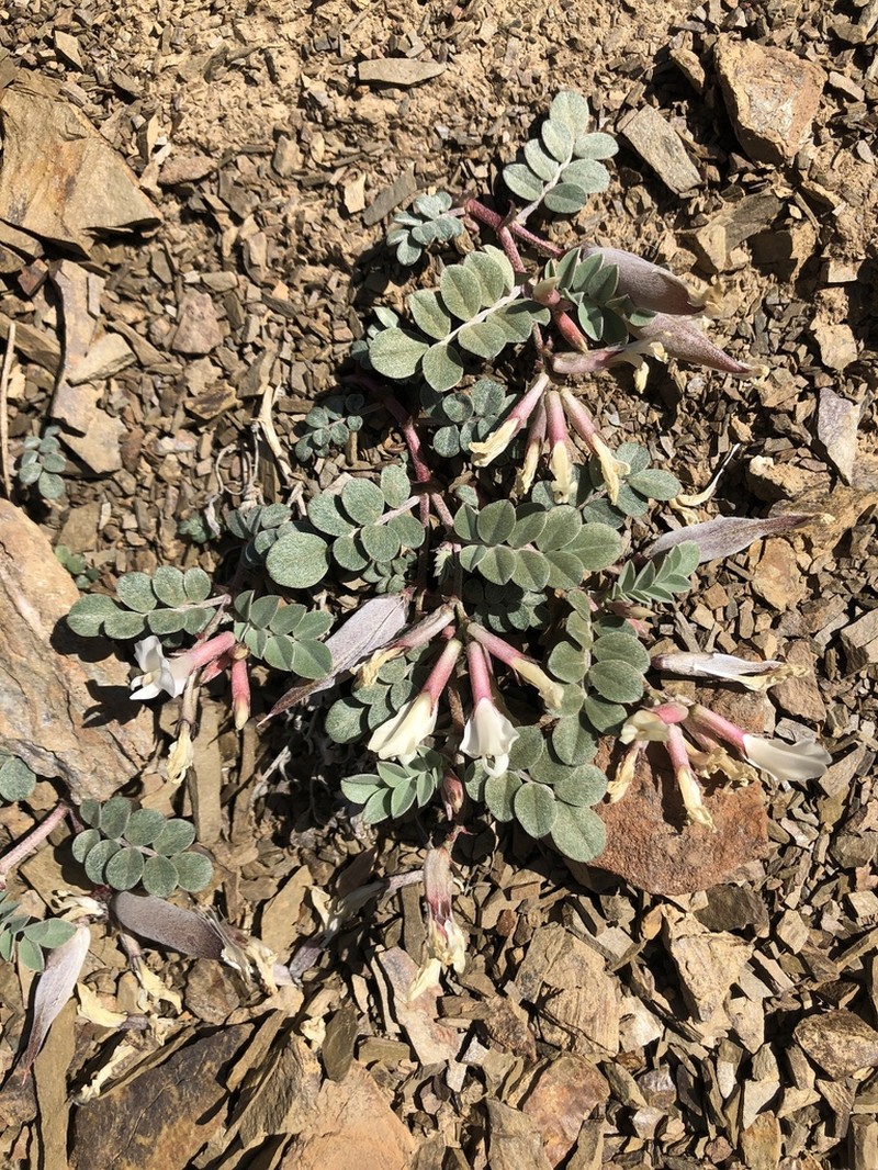 Astragalus kelseyae photo 2