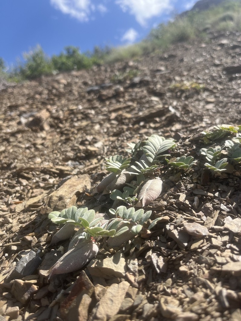 Astragalus kelseyae photo 3