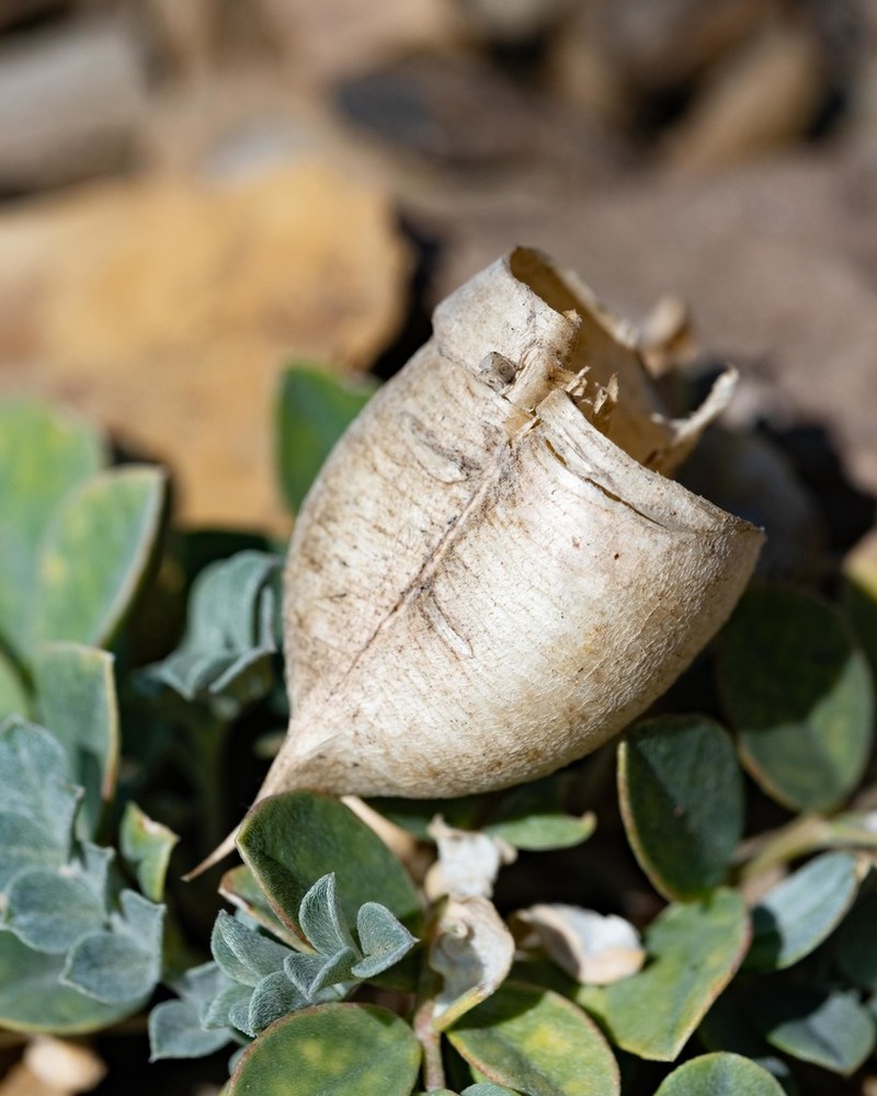 Astragalus kelseyae photo 4