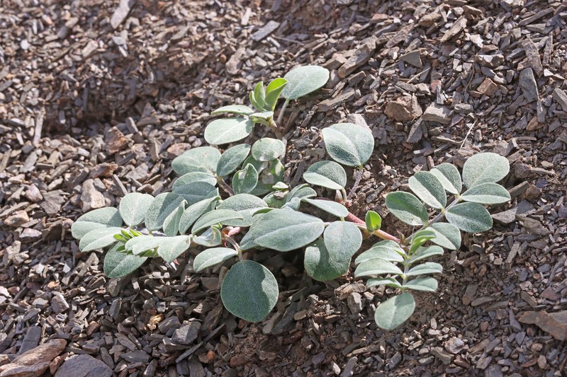 Astragalus kelseyae photo 5