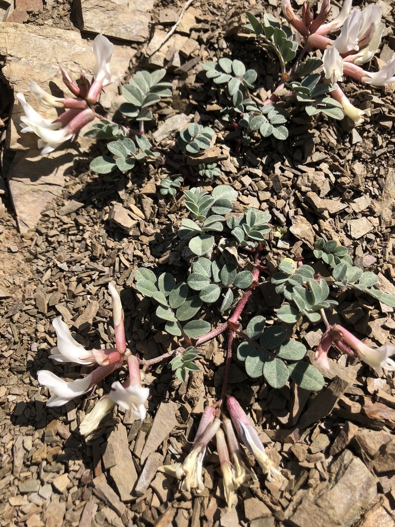 Astragalus kelseyae photo 7