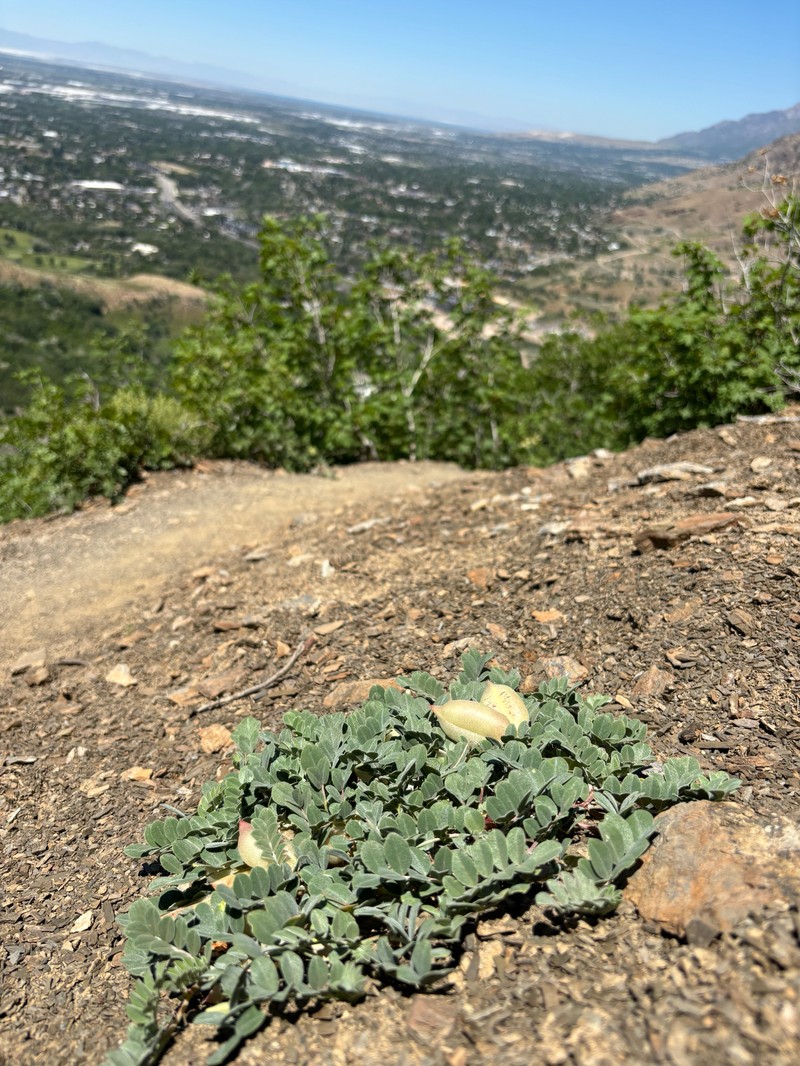 Astragalus kelseyae photo 8