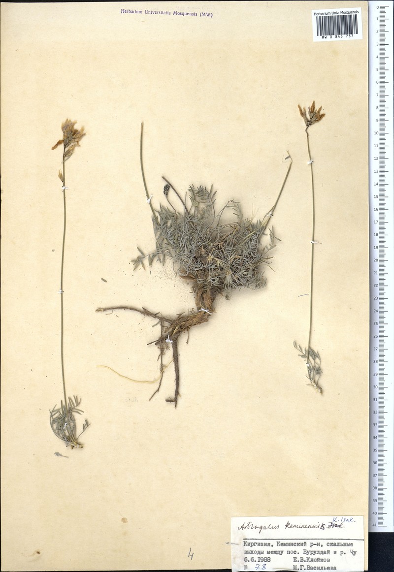 Astragalus keminensis
