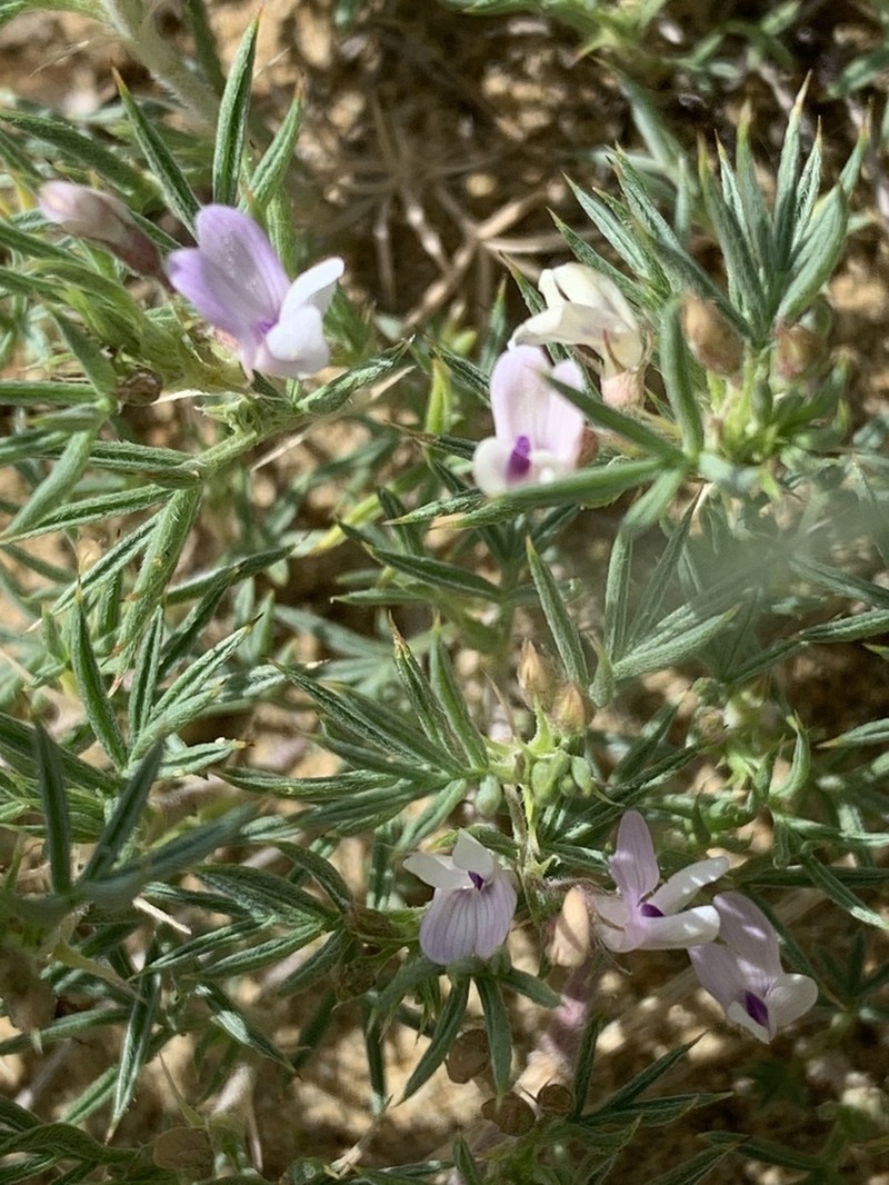 Spiny Milkvetch photo 3