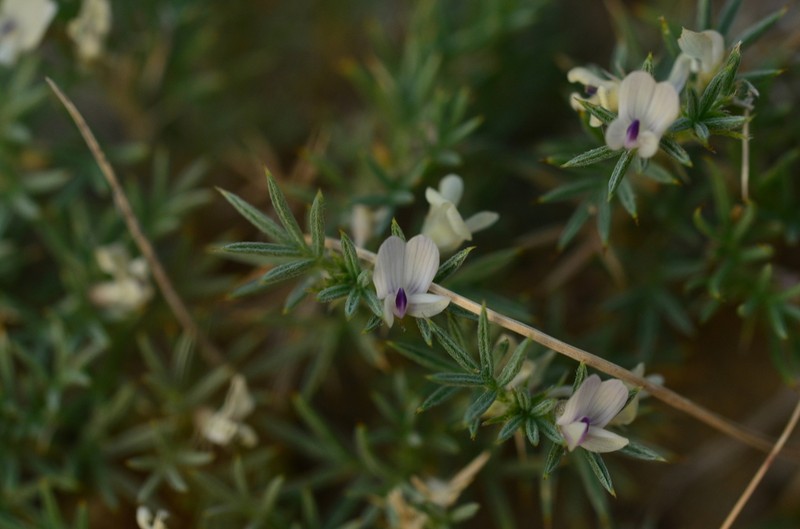 Spiny Milkvetch photo 4