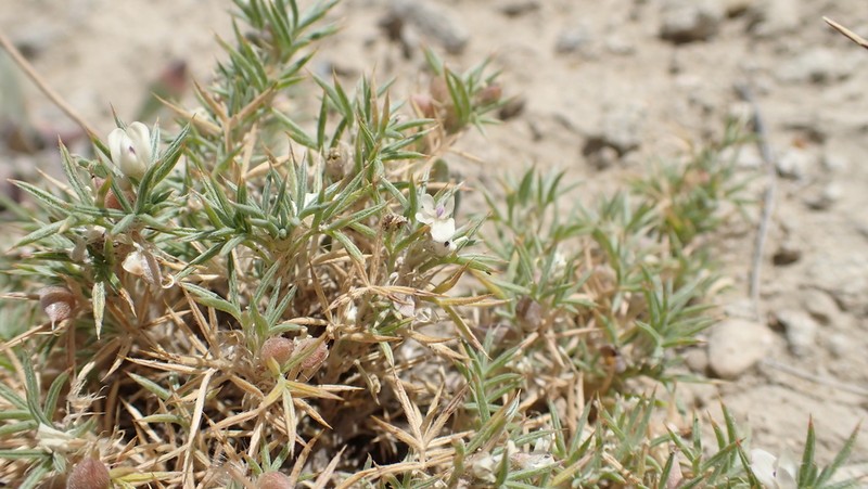 Spiny Milkvetch photo 5