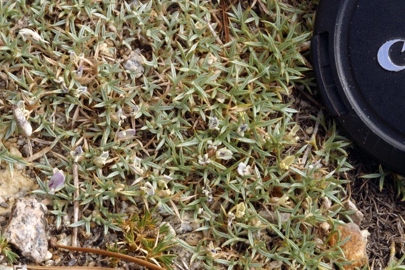 Spiny Milkvetch photo 6