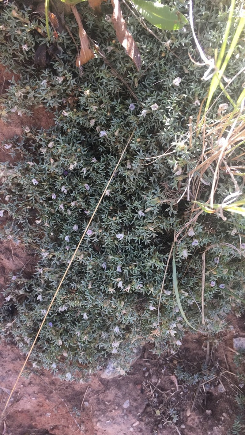 Spiny Milkvetch photo 7