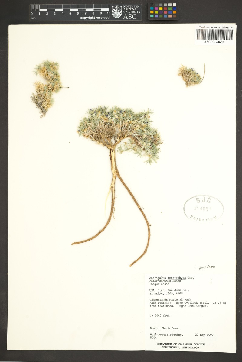 Astragalus kentrophyta var. coloradoensis photo 3