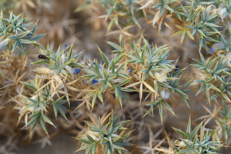 Astragalus kentrophyta var. coloradoensis
