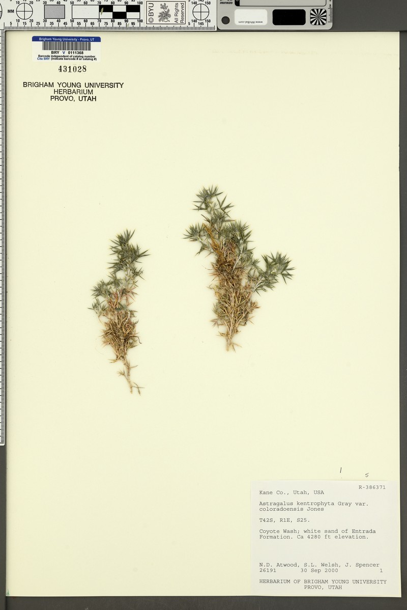 Astragalus kentrophyta var. coloradoensis photo 2