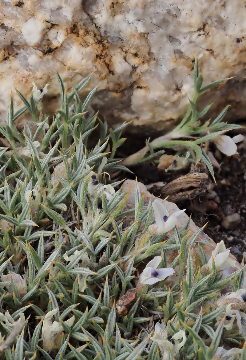 Astragalus kentrophyta var. danaus
